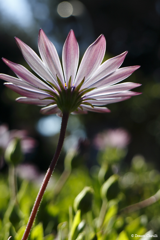 Canon EF-M 18-55mm f/3,5-5,6 IS STM @55mm - Iso 100 - f/8 - 1/250 sec. - Macro mode