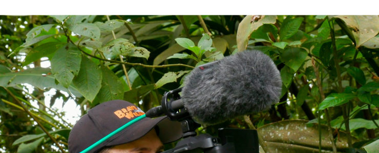 H.265/XF-HEVC Recording