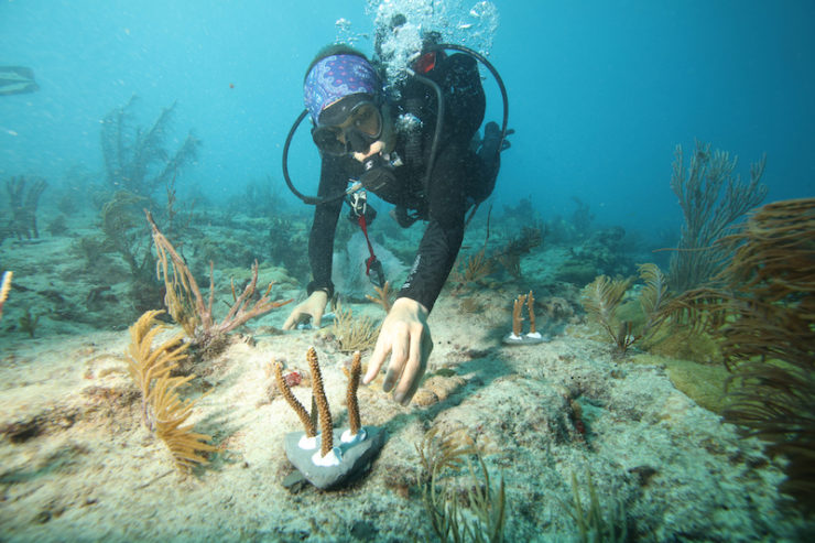 Coral Reef Protection